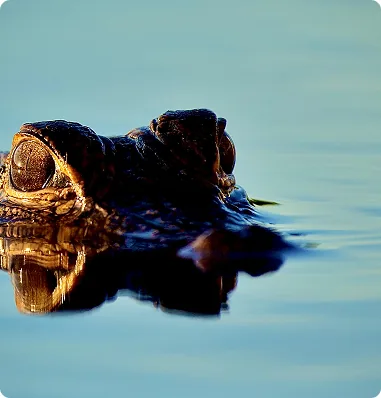 Alligator breaching the water