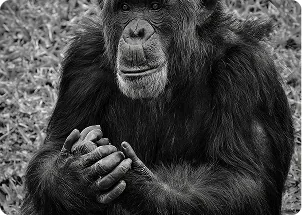 Black and white photo of a chimp with hands together