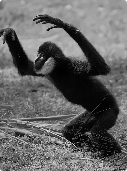 Black and white photo of a small monkey running