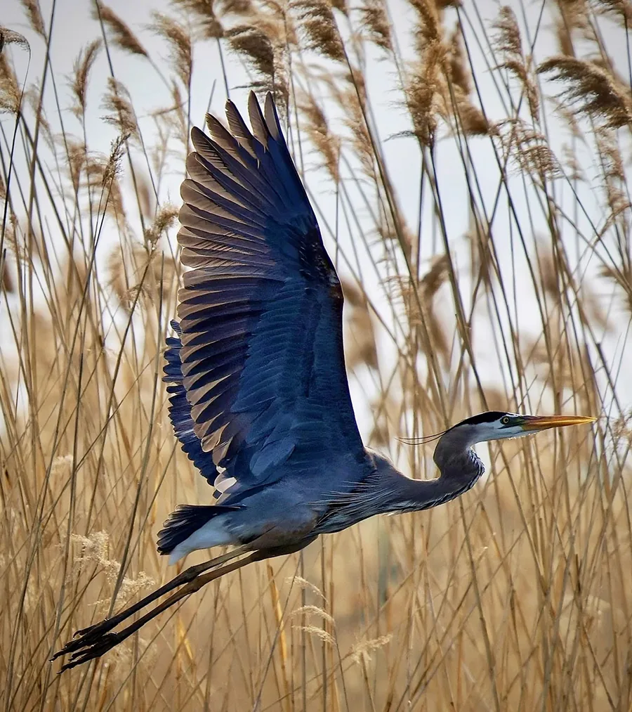 Great Blue on Gold