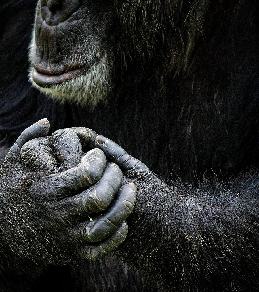 Hands