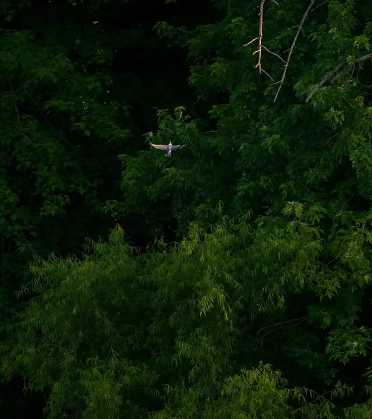 Midwest Jungle