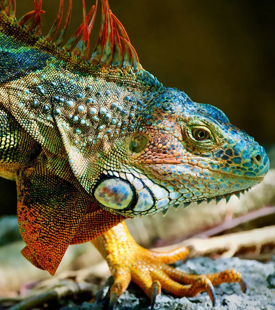 Rainbow Reptile