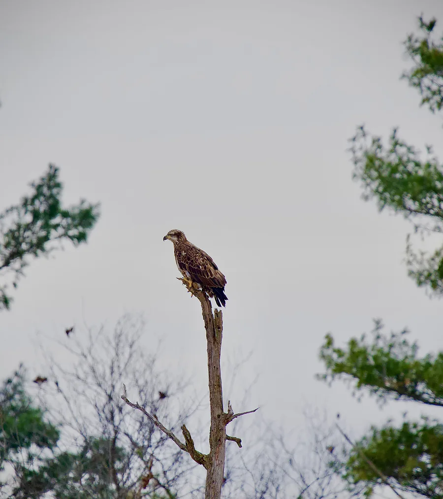 Winter Balding Eagle