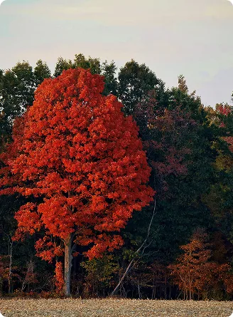 Color-changing tree